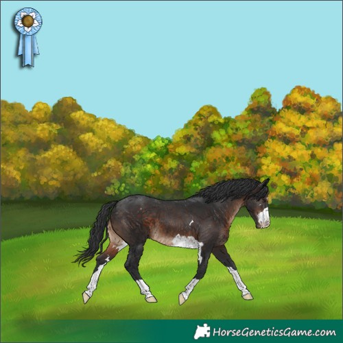 Horse Color:Brown Appaloosa 
