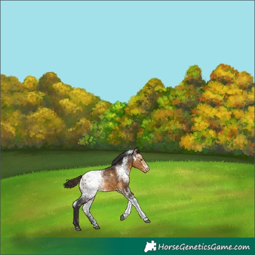 Horse Color:White Spotted Buckskin Appaloosa Rabicano 
