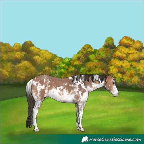 Horse Color:White Spotted Bay Sabino