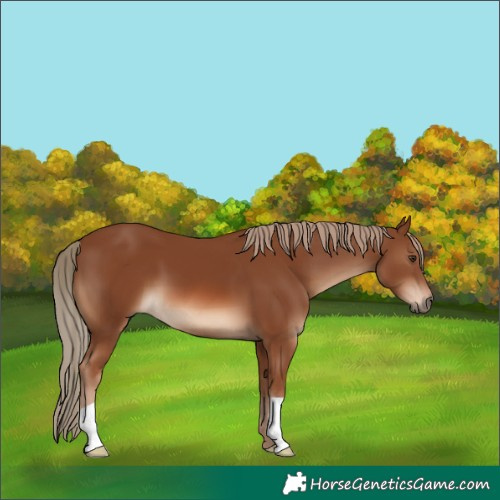 Horse Color:Chestnut 