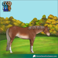 Horse Color:Chestnut 
