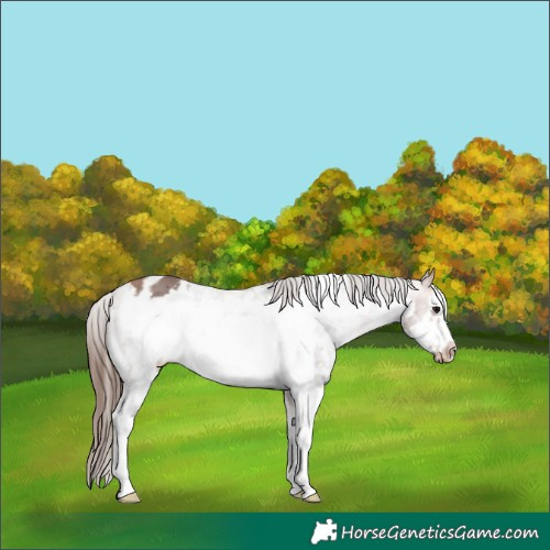 Horse Color:Bay Sabino Frame Appaloosa 