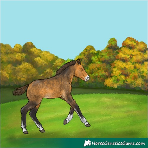 Horse Color:Buckskin Sabino Varnish