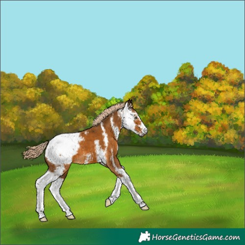 Horse Color:Gray Palomino Sabino Snowcap