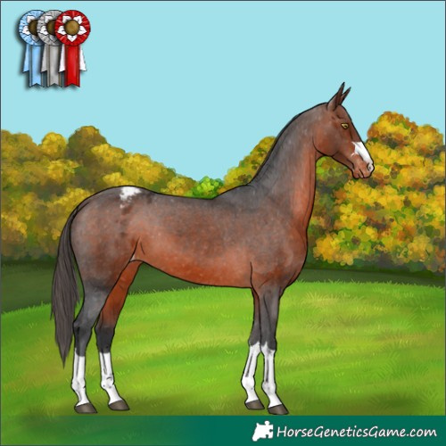 Horse Color:Bay Appaloosa 