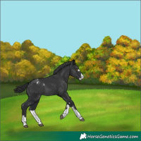 Horse Color:Black Appaloosa 