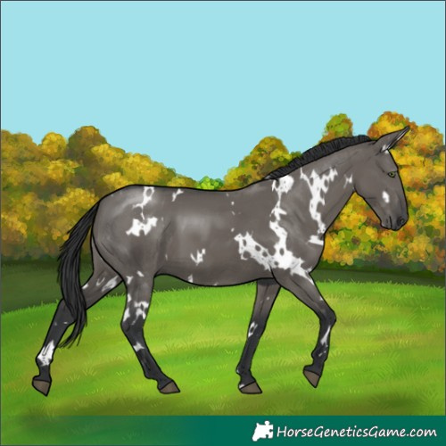 Horse Color:White Spotted Grullo 