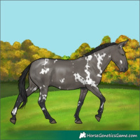 Horse Color:White Spotted Grullo