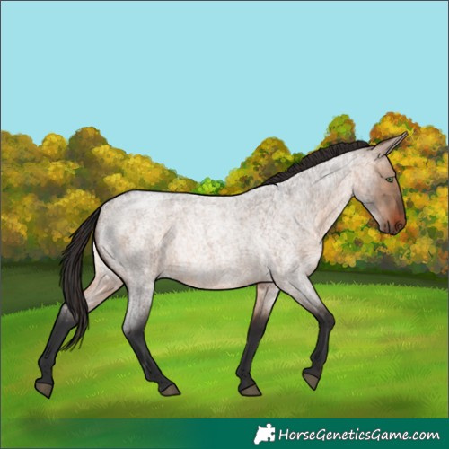 Horse Color:Brown Roan Dun Rabicano 
