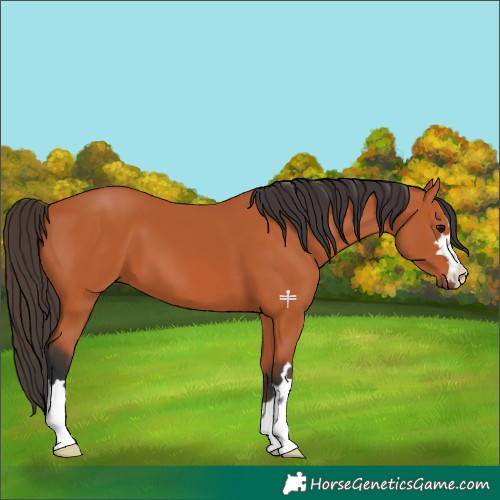 Horse Color:Bay 