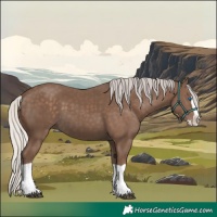 Horse Color:Silver Black Splash