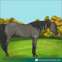 Horse Color:Grullo 