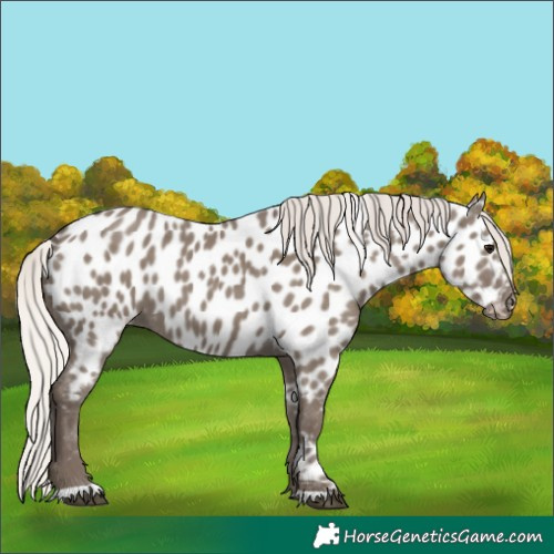 Horse Color:Silver Grullo Appaloosa 