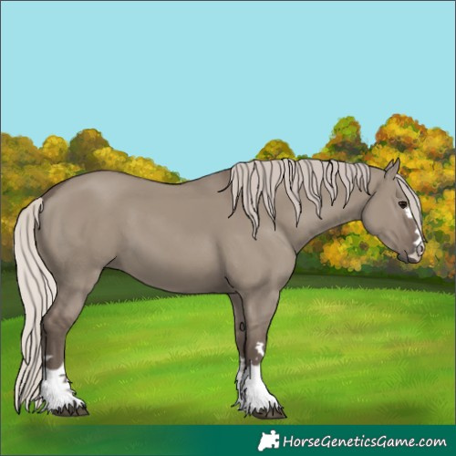 Horse Color:Silver Grullo 
