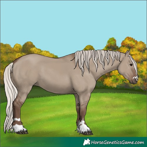 Horse Color:Silver Grullo 
