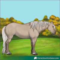 Horse Color:Silver Grullo 