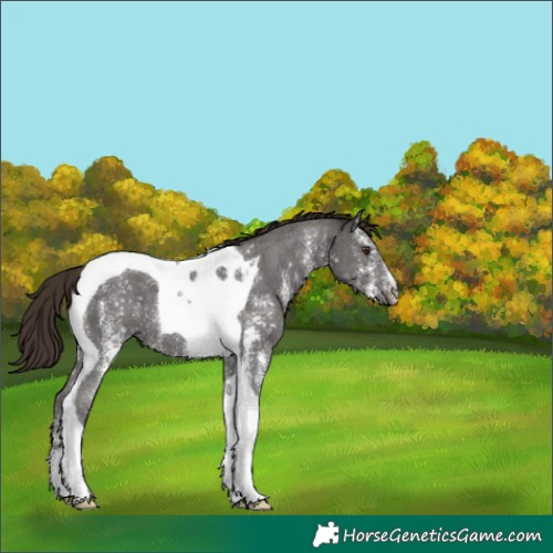 Horse Color:Liver Chestnut Sabino Tobiano 
