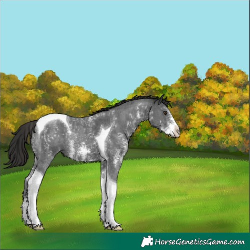 Horse Color:Liver Chestnut Sabino Tobiano 