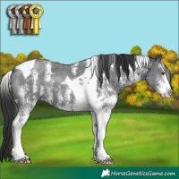 Horse Color:Liver Chestnut Sabino Tobiano 