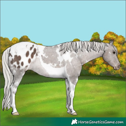 Horse Color:White Spotted Silver Black Tobiano Appaloosa 