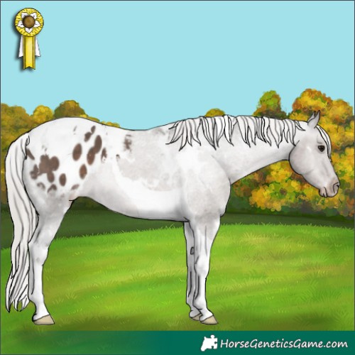 Horse Color:White Spotted Silver Black Tobiano Appaloosa 
