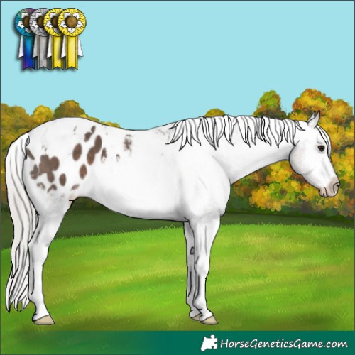 Horse Color:White Spotted Silver Black Tobiano Blanket 