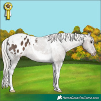 Horse Color:White Spotted Silver Black Tobiano Appaloosa 