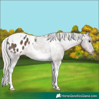 Horse Color:White Spotted Silver Black Tobiano Appaloosa 