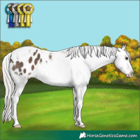 Horse Color:White Spotted Silver Black Tobiano Appaloosa 
