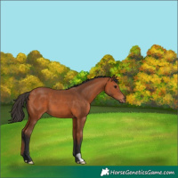 Horse Color:Bay 