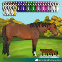 Horse Color:Bay 