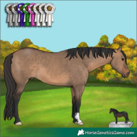 Horse Color:Brown Dun