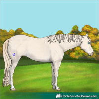 Horse Color:Perlino 