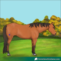 Horse Color:Bay 