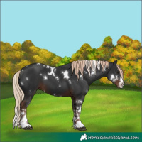 Horse Color:White Spotted Liver Chestnut 