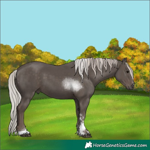 Horse Color:Silver Black Tobiano 