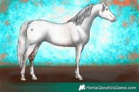 Horse Color:Gray Silver Amber Champagne Appaloosa