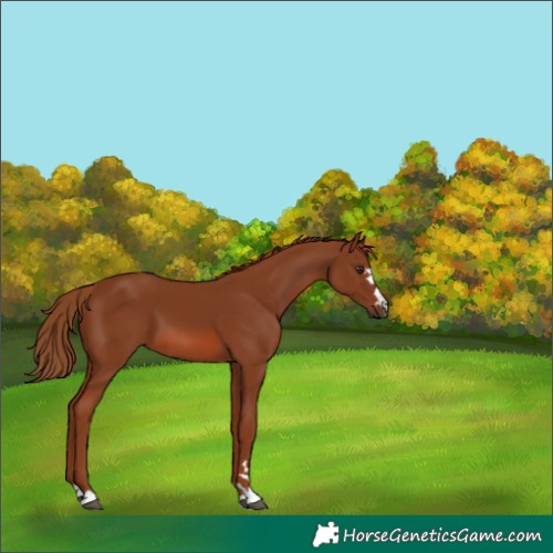 Horse Color:Chestnut 
