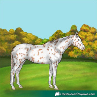Horse Color:Gold Champagne Splash Tobiano Appaloosa 