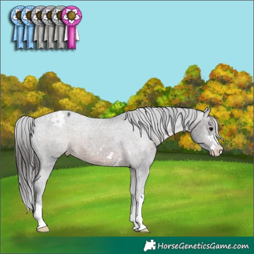 Horse Color:Brown Snowcap