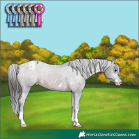 Horse Color:Brown Appaloosa 