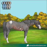 Horse Color:Brown Appaloosa