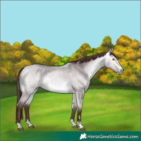 Horse Color:Chocolate Buckskin Chinchilla Dun Rabicano
