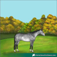 Horse Color:Brown Chinchilla 