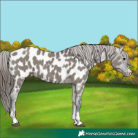 Horse Color:Grullo Sabino Appaloosa
