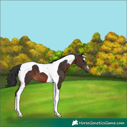 Horse Color:Brown Tobiano 