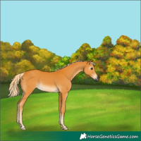 Horse Color:Gray Palomino 