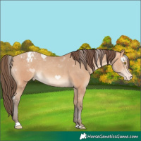 Horse Color:Amber Champagne Appaloosa 