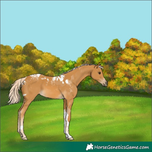 Horse Color:Palomino Tobiano 