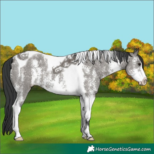 Horse Color:Grullo Sabino Tobiano 